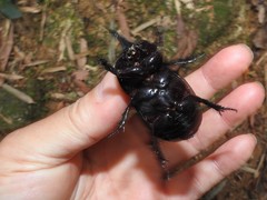 Trichogomphus mongol