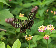 Graphium agamemnon agamemnon