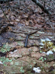 Eurycea quadridigitata