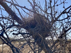 Auriparus flaviceps