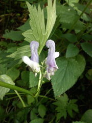 Aconitum moldavicum