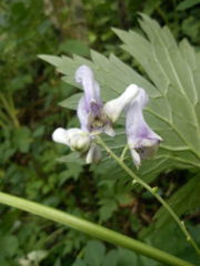 Aconitum moldavicum