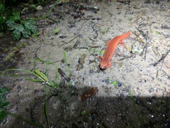 Pseudotriton ruber schencki