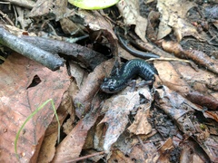 Plethodon amplus