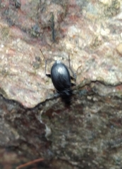 Limodromus
