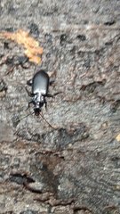 Limodromus