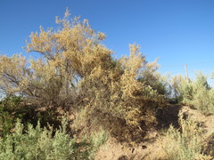 Atriplex lampa