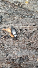 Limodromus