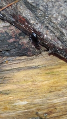 Limodromus