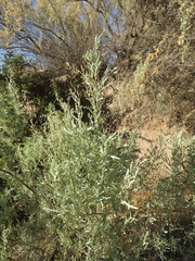 Atriplex lampa