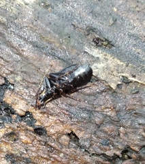 Limodromus