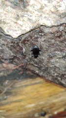 Limodromus