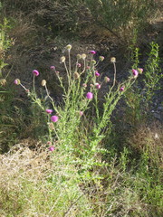 Mirabilis ovata