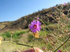 Mirabilis ovata