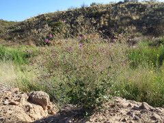 Mirabilis ovata