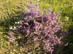 Muraltia macropetala