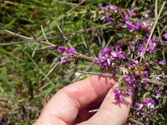 Muraltia macropetala