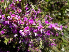 Muraltia macropetala