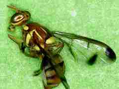 Bactrocera cucurbitae