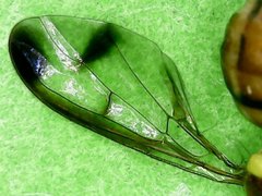 Bactrocera cucurbitae