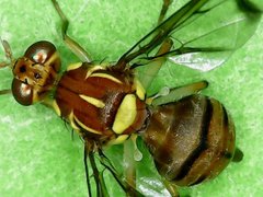 Bactrocera cucurbitae