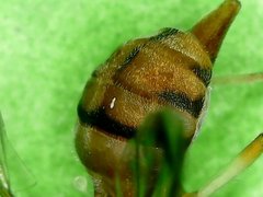 Bactrocera cucurbitae