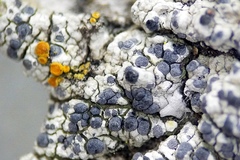 Diplotomma alboatrum