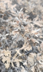 Dracocephalum pinnatum