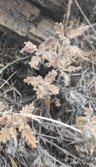 Dracocephalum pinnatum