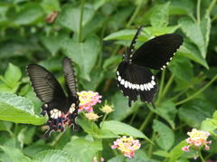 Papilio polytes romulus
