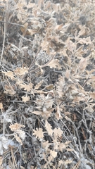 Dracocephalum pinnatum