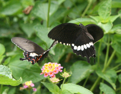 Papilio polytes romulus