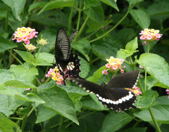 Papilio polytes romulus