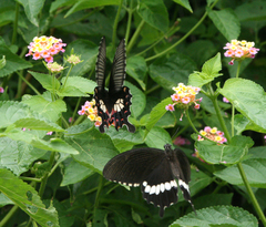 Papilio polytes romulus