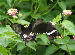 Papilio polytes romulus