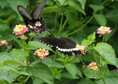 Papilio polytes romulus
