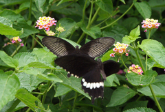 Papilio polytes romulus