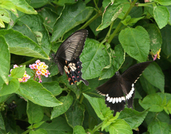 Papilio polytes romulus