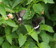 Papilio polytes romulus