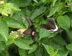 Papilio polytes romulus