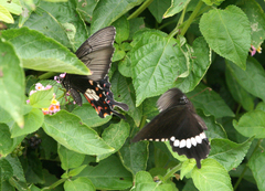 Papilio polytes romulus