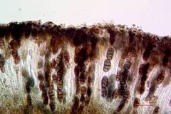 Diplotomma alboatrum