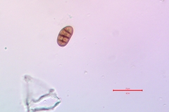 Diplotomma alboatrum