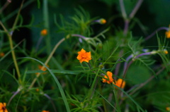 Melampodium linearilobum