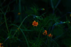 Melampodium linearilobum