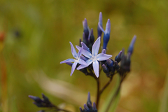 Amsonia orientalis