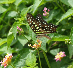 Graphium agamemnon agamemnon