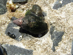 Burnupena catarrhacta