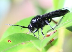 Elaphroptera