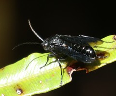 Elaphroptera